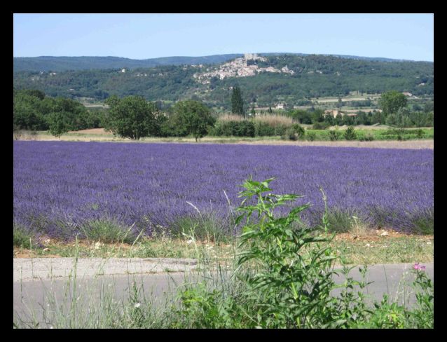 Lavande en Provence